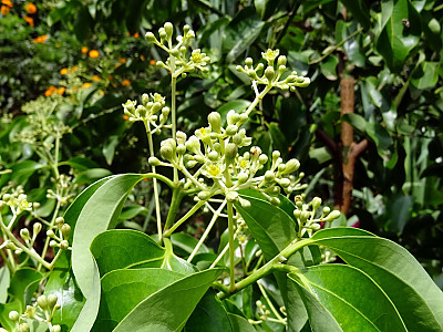 실론 계피 사진 - Cinnamomum verum J. Presl Photos