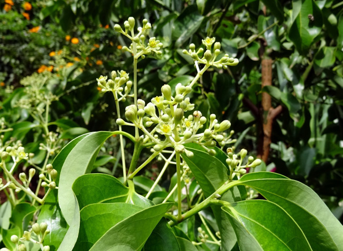 실론 계피 - Cinnamon, Ceylon cinnamon, Cinnamomum verum J. Presl