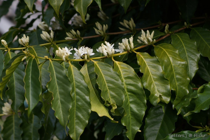 커피나무 - coffee tree, Coffea arabica L.
