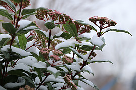 동설목 - Viburnum Tinus