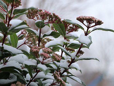동설목 사진 - Viburnum Tinus Photos