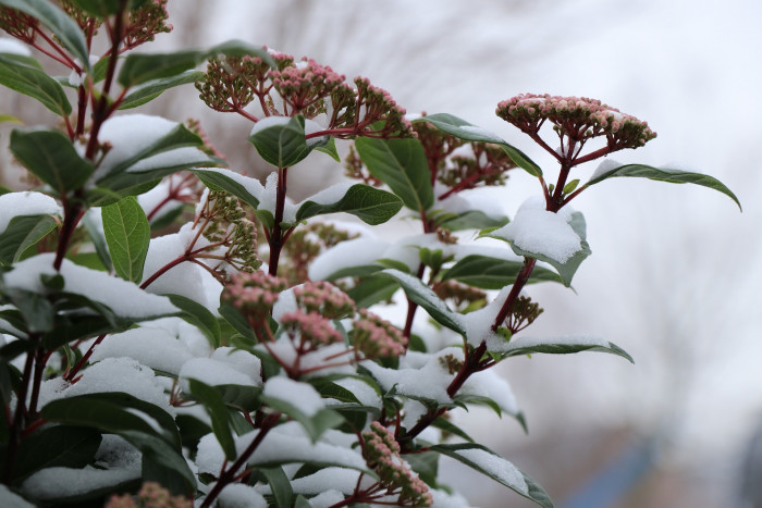동설목 - Laurustinus, laurustinus viburnum, laurestine, Viburnum Tinus