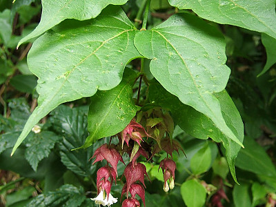 매엽죽 사진 - Leycesteria formosa Photos