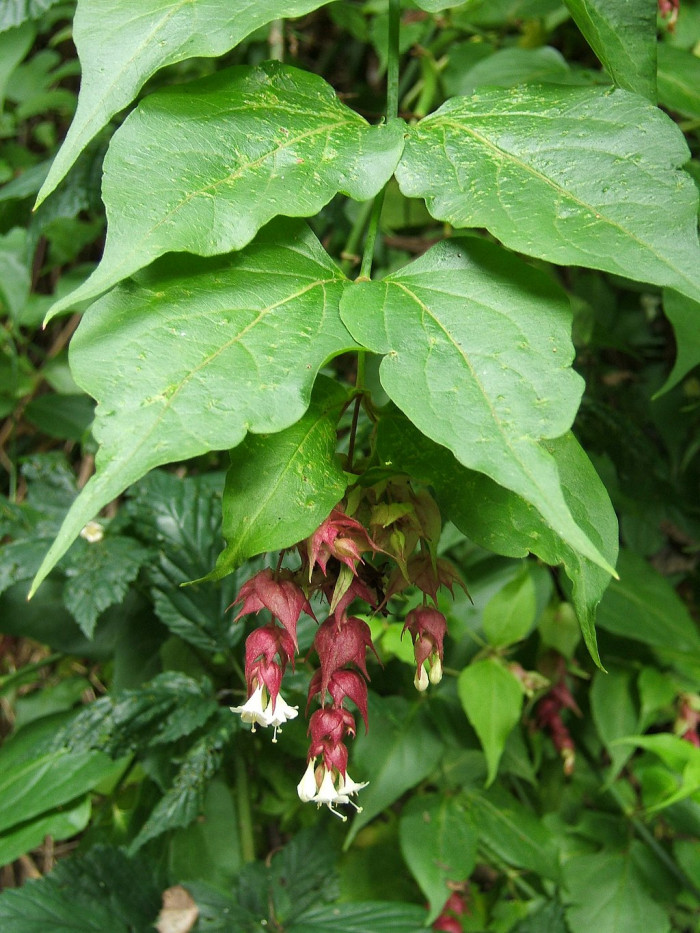 매엽죽 - Leycesteria formosa