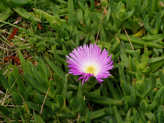요술꽃 - Cephalophyllum subulatoides