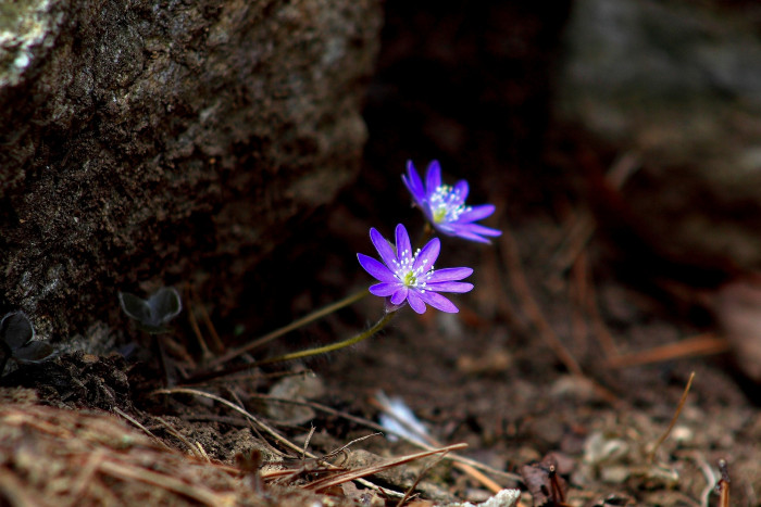 노루귀 - Hepatica asiatica Nakai, Hepatica asiatica