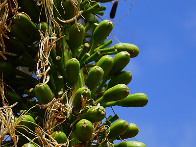 아테누아타 사진 - Agave attenuata Photos
