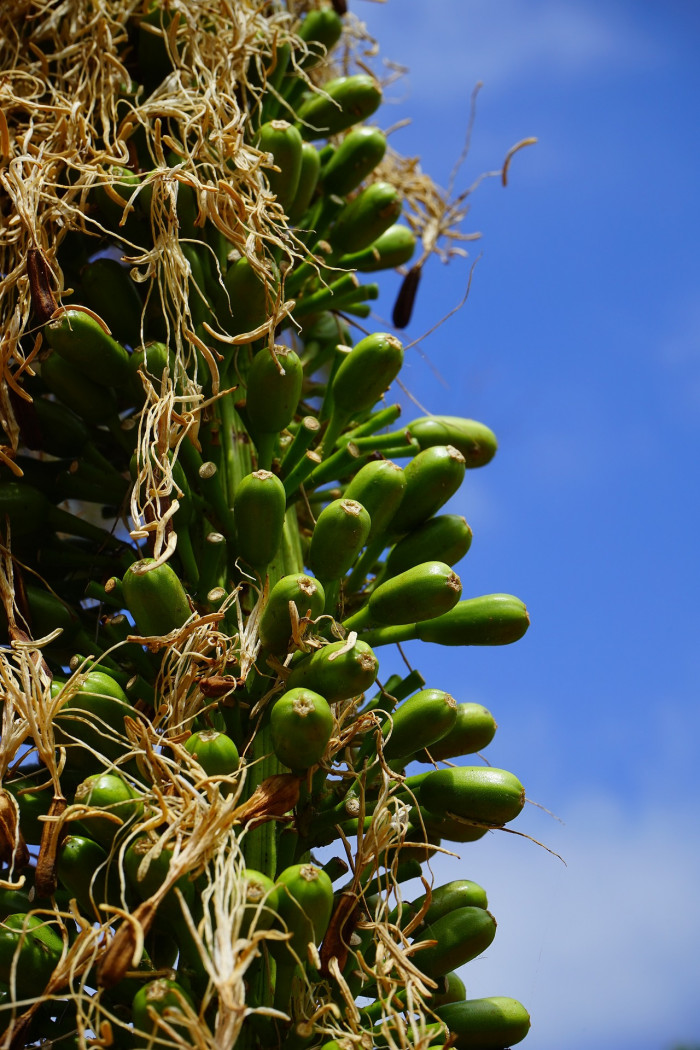 아테누아타 - Foxtail Agave, Dragon-Tree Agave, Spineless Agave, Agave attenuata