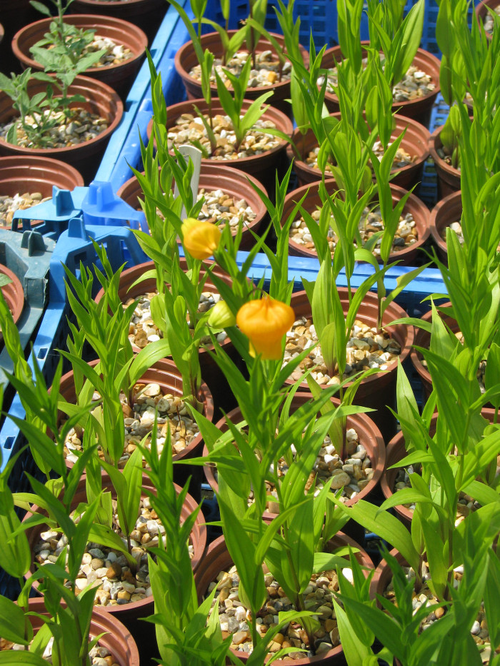 산데르소니아 - Chinese lantern lily, Christmas Bells, Sandersonia aurantiaca