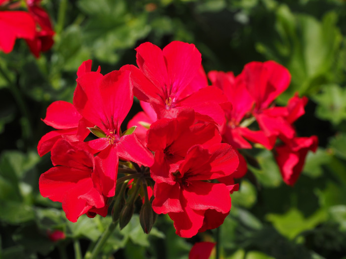제라늄 - Geranium, Pelargonium inquinans