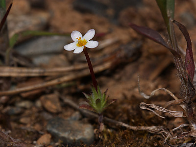 아기별꽃 사진 - Leptosiphon bicolor Photos