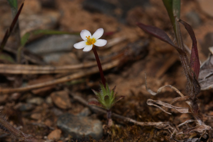 아기별꽃 - Babystars, Leptosiphon bicolor