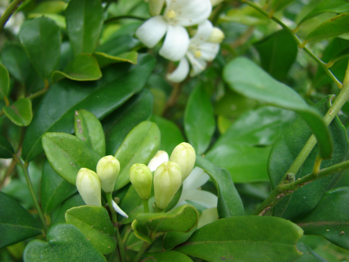 오렌지 자스민 - Orange jasmine, Murraya paniculata