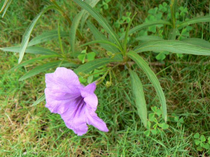 루엘리아 - Mexican petunia, Ruellia brittoniana