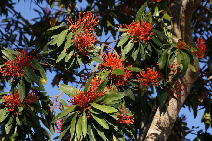 레드오크 - Queensland tree waratah, Red silky oak, Alloxylon flammeum