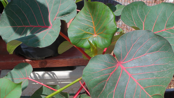페티올라리스 - Petiolate fig, Rock fig, Ficus petiolaris