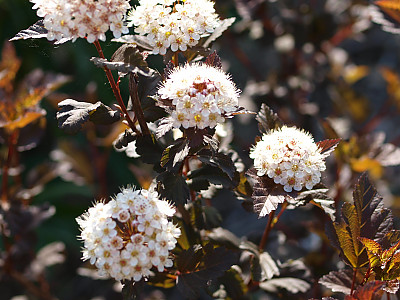 자엽국수나무 사진 - Physocarpus opulifolius Photos
