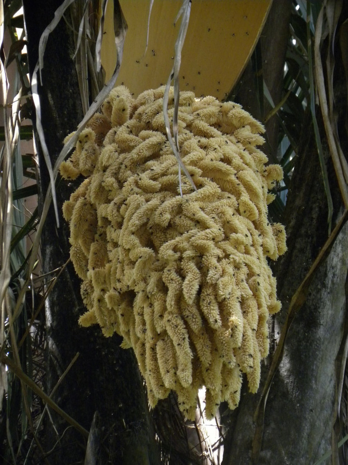 와인 야자 - Wine Palm, Yagua palm, American oil palm, Attalea butyracea
