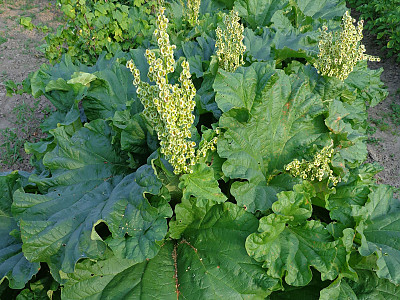 대황 사진 - Rheum rhabarbarum L. Photos