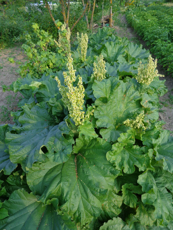 대황 - Rheum rhabarbarum L.