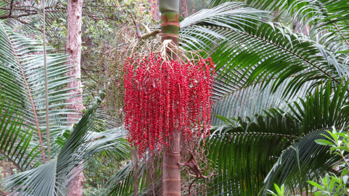 방갈로 야자 - Bangalow palm, king palm, Illawara palm, Archontophoenix Cunninghamiana
