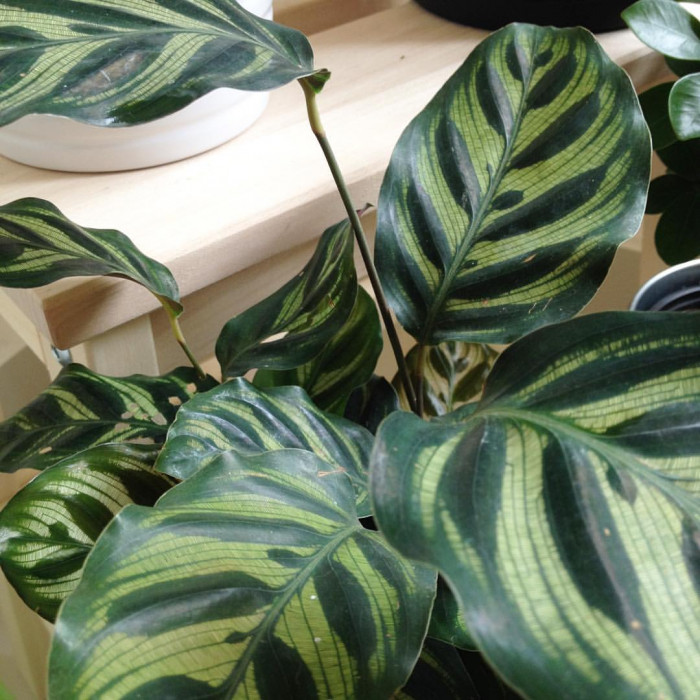 칼라데아 마코야나 - peacock plant, Calathea makoyana