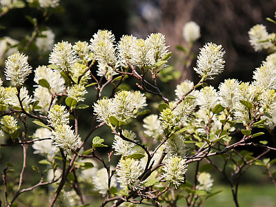 실목련 사진 - Fothergilla gardenii L. Photos