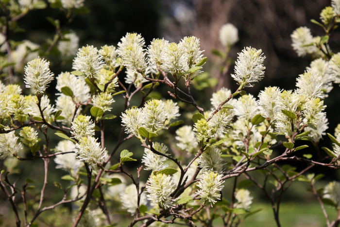 실목련 - Witch Alder, dwarf fothergilla, American wych hazel, dwarf witchalder, Fothergilla gardenii L.
