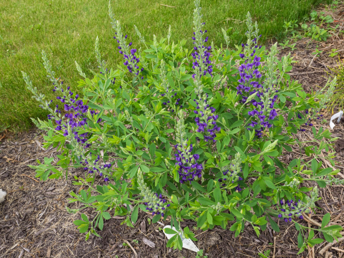 밥티시아 - False indico, Baptisia australis