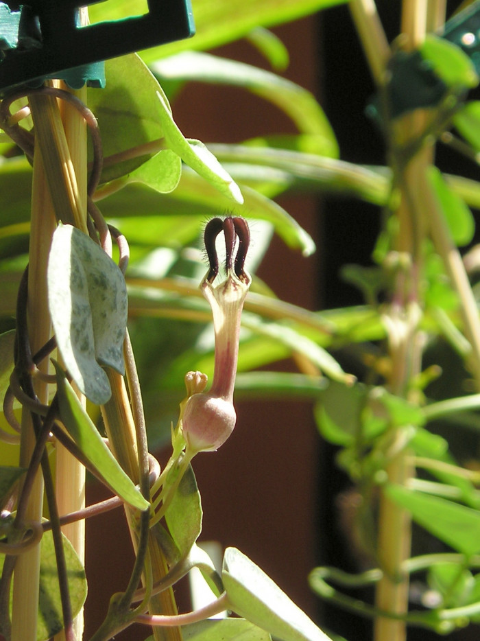 세로페지아 - dimorpha, Ceropegia