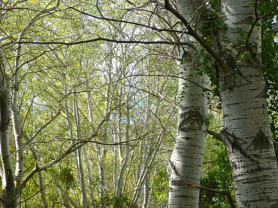 은사시나무 사진 - Populus alba X P. glandulosa Photos