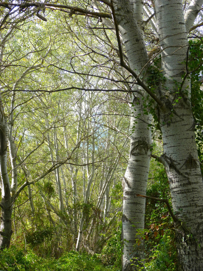 은사시나무 - Populus alba X P. glandulosa