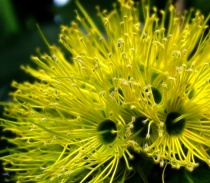 황금팬더 - Golden Penda, Xanthostemon chrysanthus