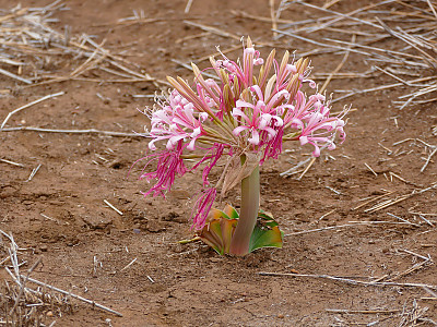 카루 릴리 사진 - Ammocharis coranica Photos