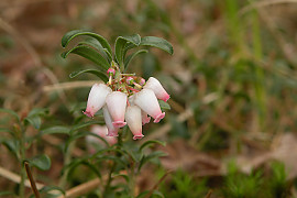 베어베리 - Arctostaphylos uva-ursi