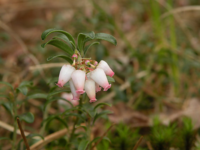 베어베리 사진 - Arctostaphylos uva-ursi Photos
