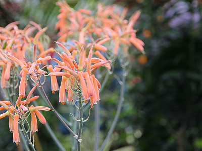 비단알로에 사진 - Aloe striata Photos