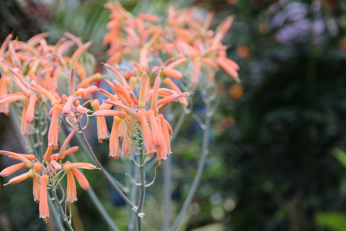 비단알로에 - Aloe striata
