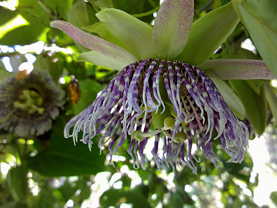 그라나딜라 사진 - Passiflora ligularis Photos