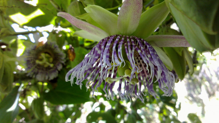 그라나딜라 - Sweet Granadilla, Passiflora ligularis