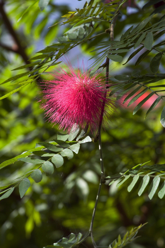 홍자귀나무 - Powder Puff Flower, Calliandra emarginata