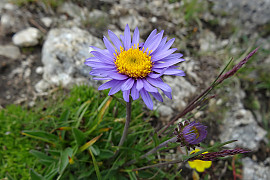 산구름국화 - Aster alpinus
