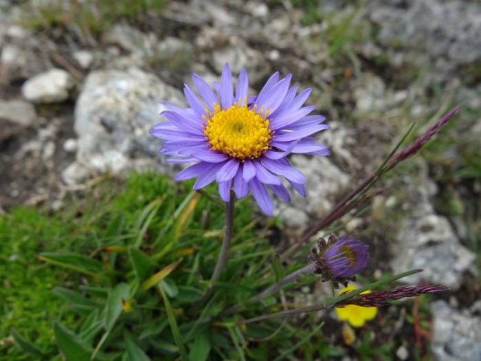 산구름국화 - Alpine aster, Aster alpinus