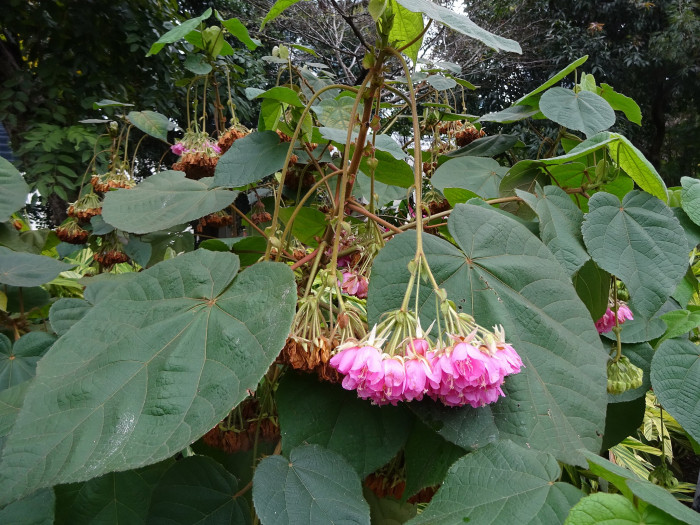 열대수국 - Pink ball tree, Dombeya wallichii