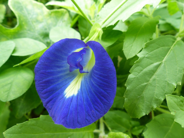 나비완두 - Butterfly pea, Clitoria tematea