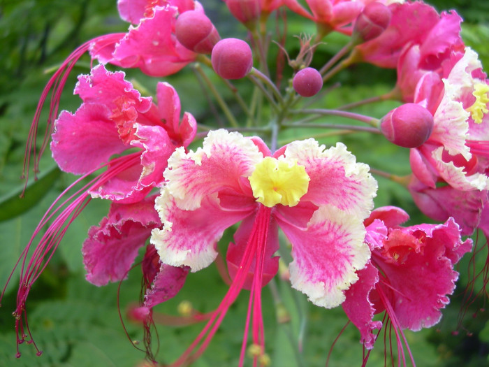 공작화 - Peacock Flower, Poinciana, Red Bird of Paradise,Dwarf Poinciana, Caesalpinia pulcherrima (L.) Sw