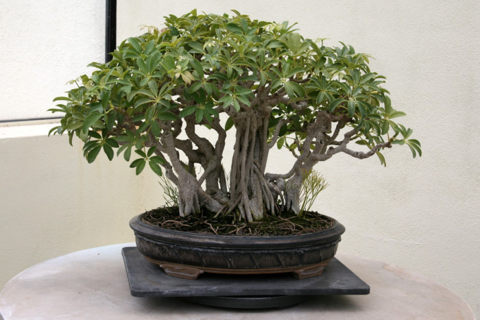 홍콩야자 - umbrella tree, Schefflera arboricola
