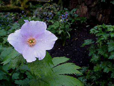 일본나무양귀비 사진 - Glaucidium palmatum  Photos