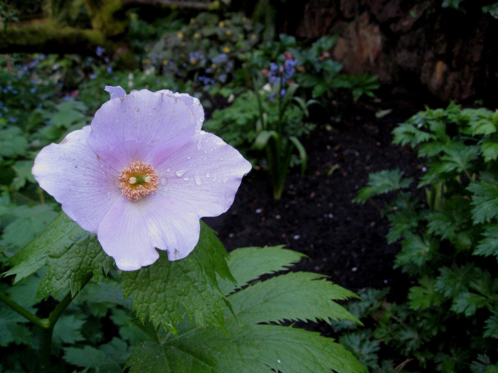 일본나무양귀비 - Japanese wood poppy, Glaucidium palmatum 