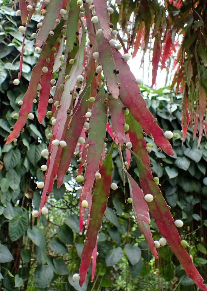 슈도립살리스 - Red mistletoe cactus, Pseudorhipsalis ramulosa